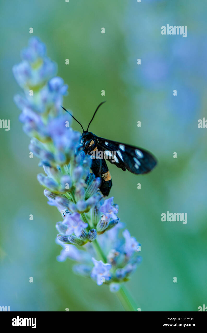 Lavender Insect Insect on lavender angustifolia, lavandula blossom in herb garden in ...