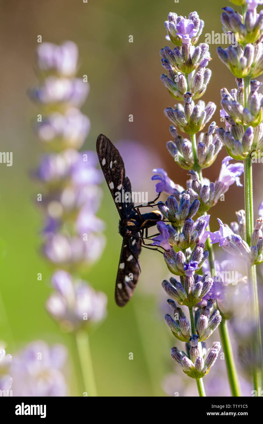 Insect on lavender angustifolia, lavandula blossom in herb garden in ...