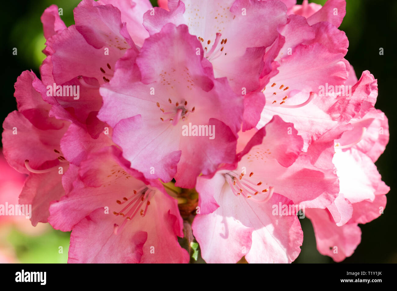 Blooming rhododendron in garden with dark backround Stock Photo