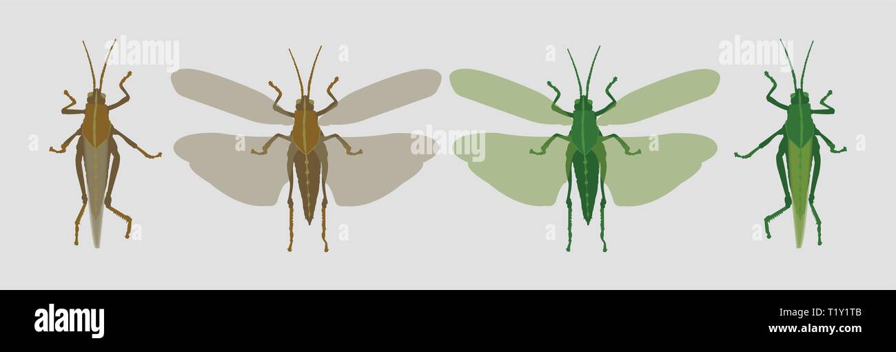Locuset large tropical grasshopper with strong powers of flight Stock Vector