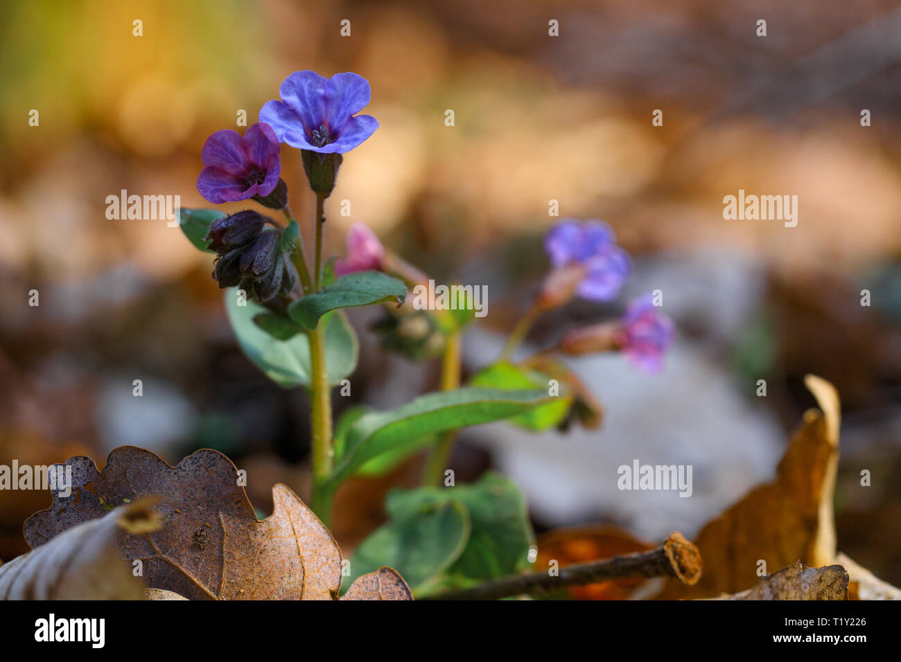 Pink and blue flowers Unspotted lungwort or Suffolk lungwort (Pulmonaria obskura) in the early spring Stock Photo