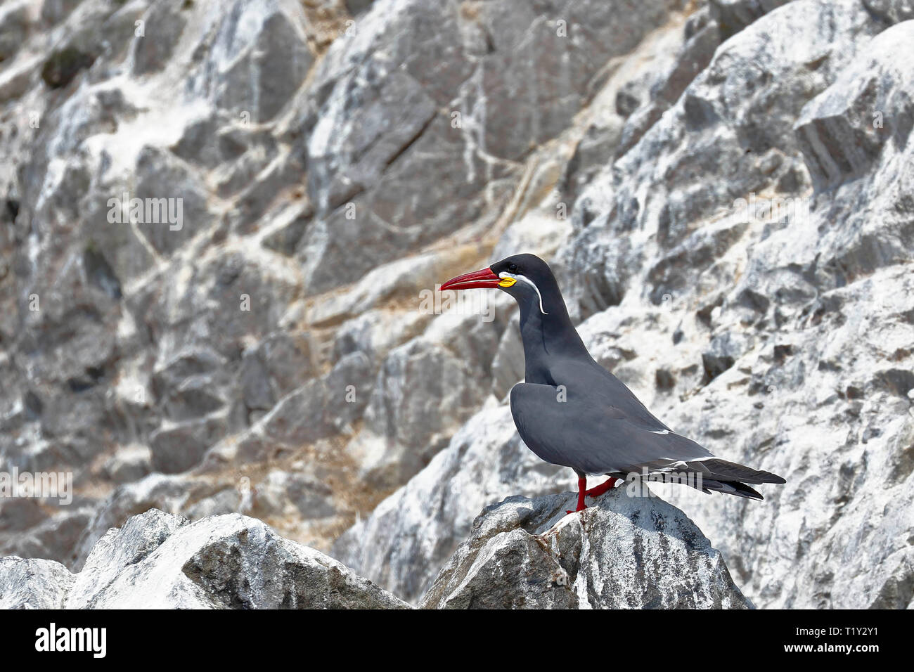 Inca tern (Larosterna inca) perched in freedom on a rocky boulder of the Ballestas Islands in Paracas, Peru. Stock Photo