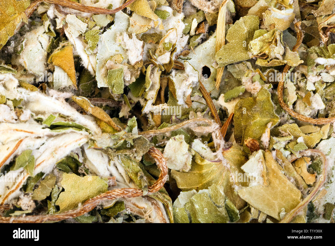 Dried foliage of coltsfoot Tussilago farfara for medical use. Stock Photo