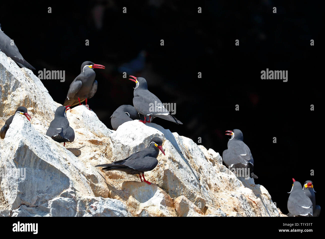 Group of Inca tern (Larosterna inca) perched in freedom on a rocky boulder of the Ballestas Islands in Paracas, Peru. Stock Photo