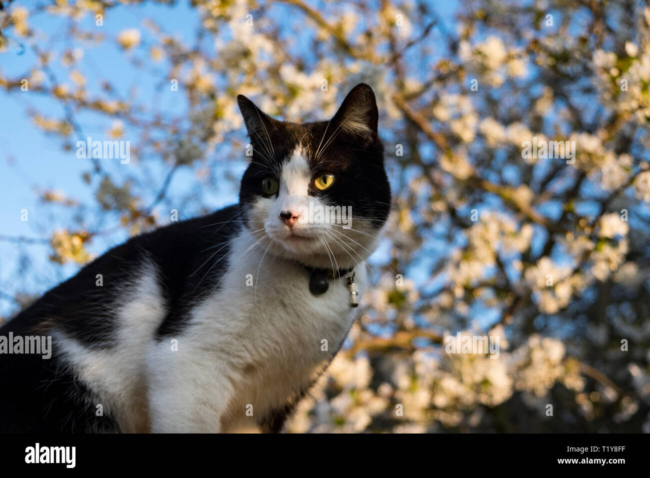 London, UK, 29th March 2019. Roly the cat basks in the sunshine at the dawn of an unseasonally warm day in the capital, with temperatures expected to reach 17 degrees. (c) Paul Swinney/Alamy Live News Stock Photo