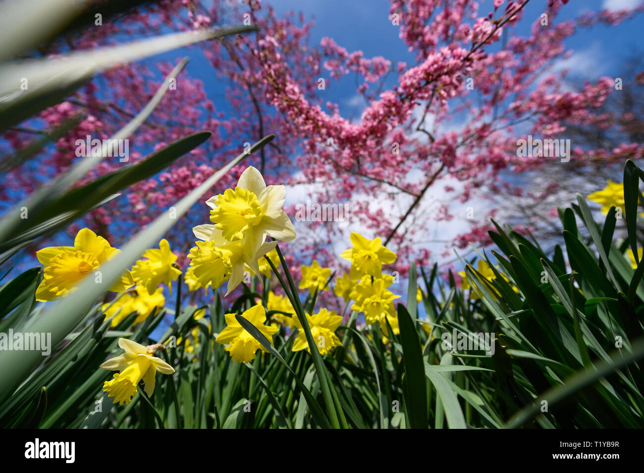Hannover, Germany. 29th Mar, 2019. Daffodils (v) and an ornamental cherry blossom before a blue sky. Spring weather in the interior and on the coast, temperatures around 20 degrees Celsius lure people outside. Credit: Christophe Gateau/dpa/Alamy Live News Stock Photo