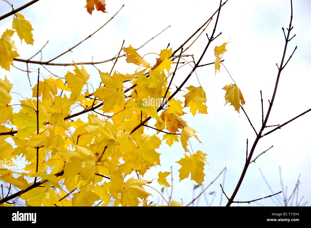 Tree falling leaves hires stock photography and images Alamy