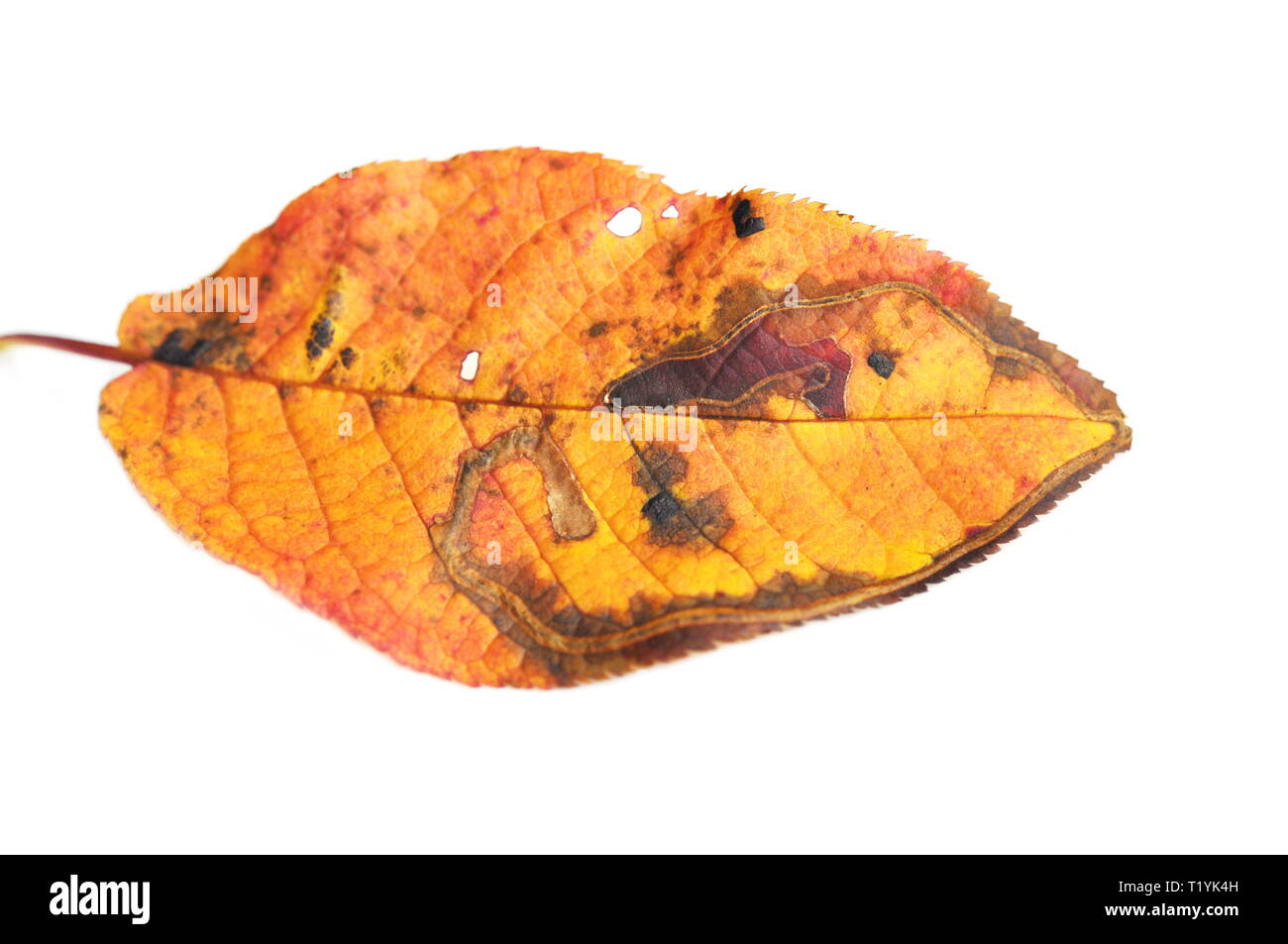 Autumn colored bird cherry leaf on white background Stock Photo
