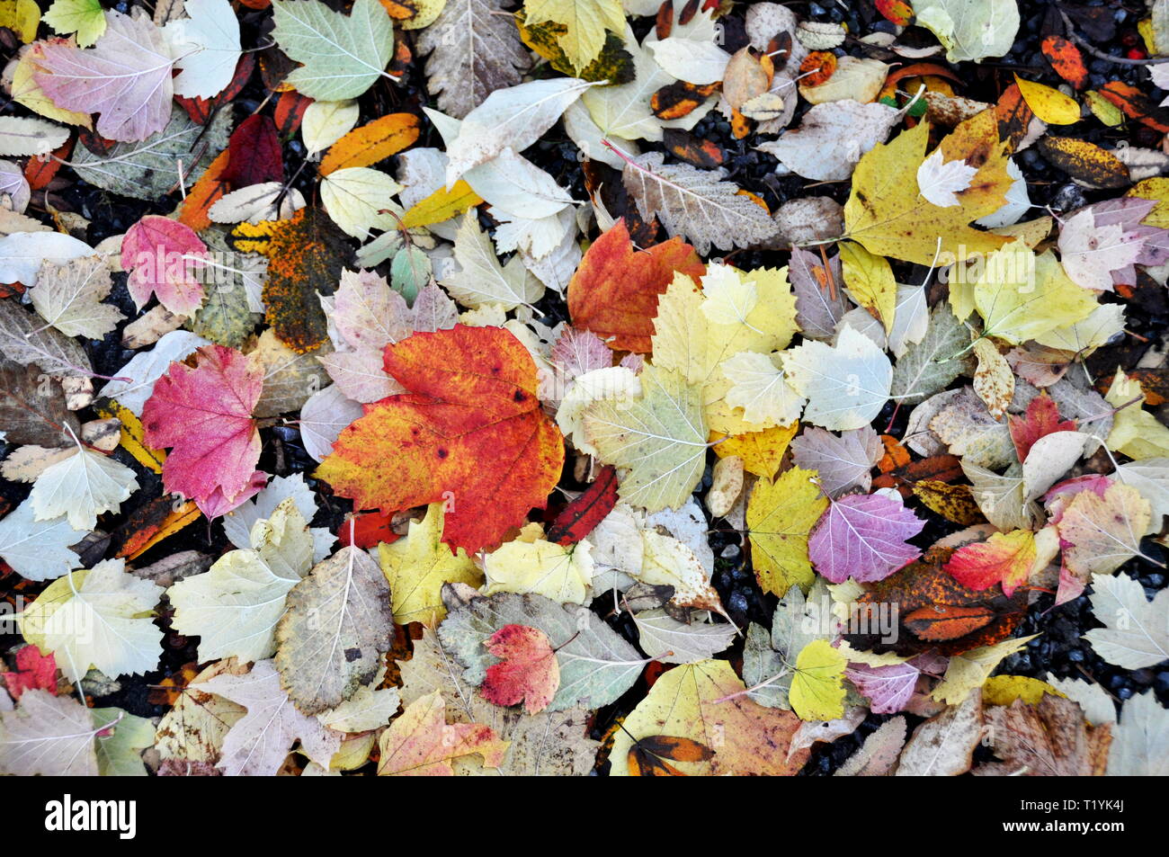 Different autumn colored, leaves laying on the ground Stock Photo