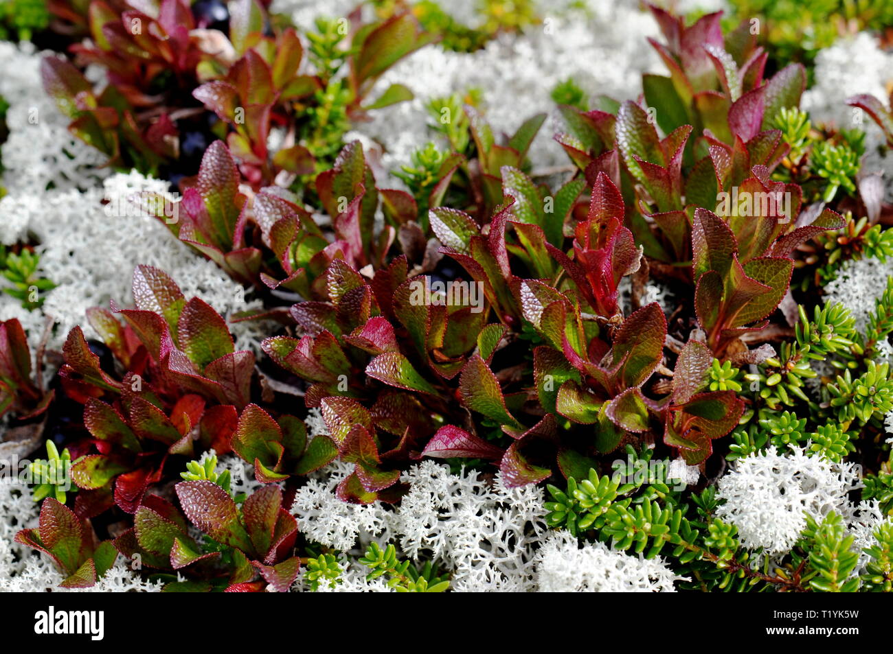Autumn colored bearberry leaves Stock Photo