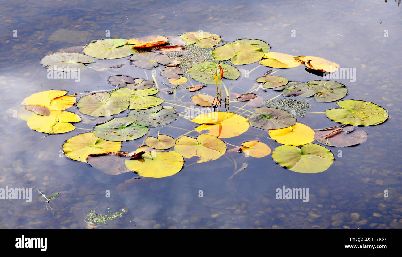 Autumn colored water lily leaves floating on a pond Stock Photo - Alamy