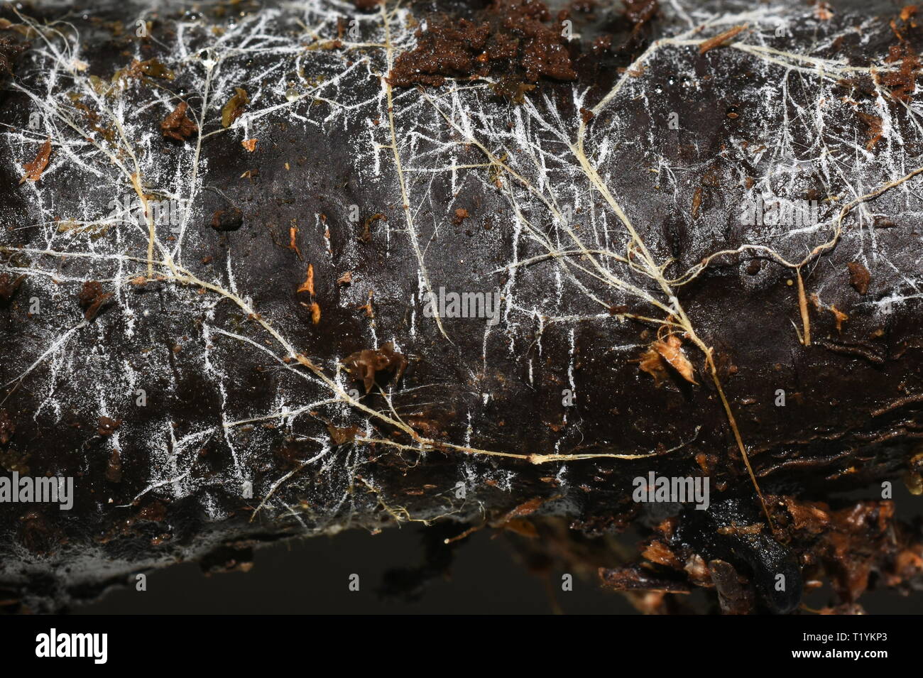 Mycelium growing on a decaying trunk Stock Photo