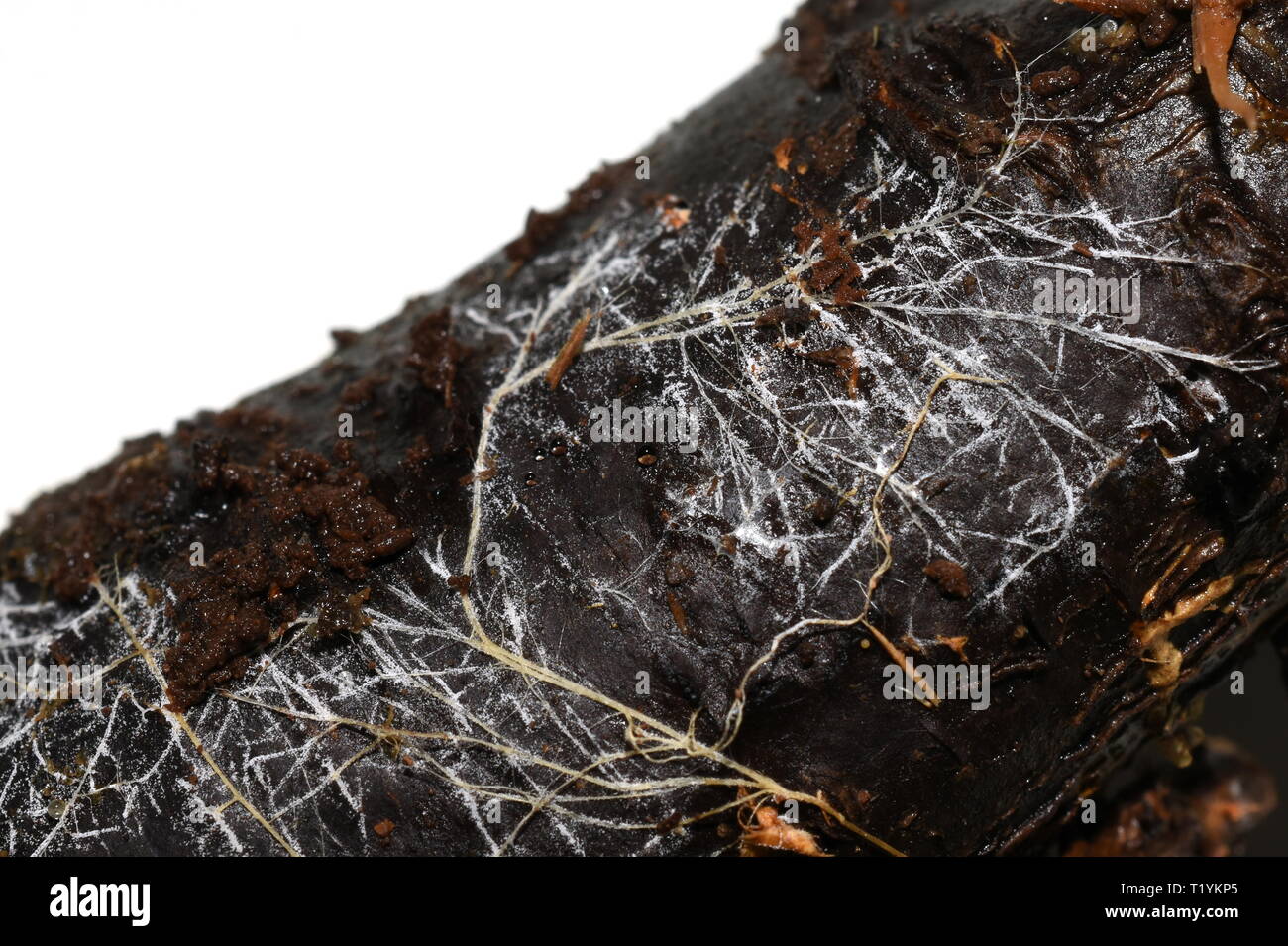 Mycelium growing on a decaying trunk Stock Photo