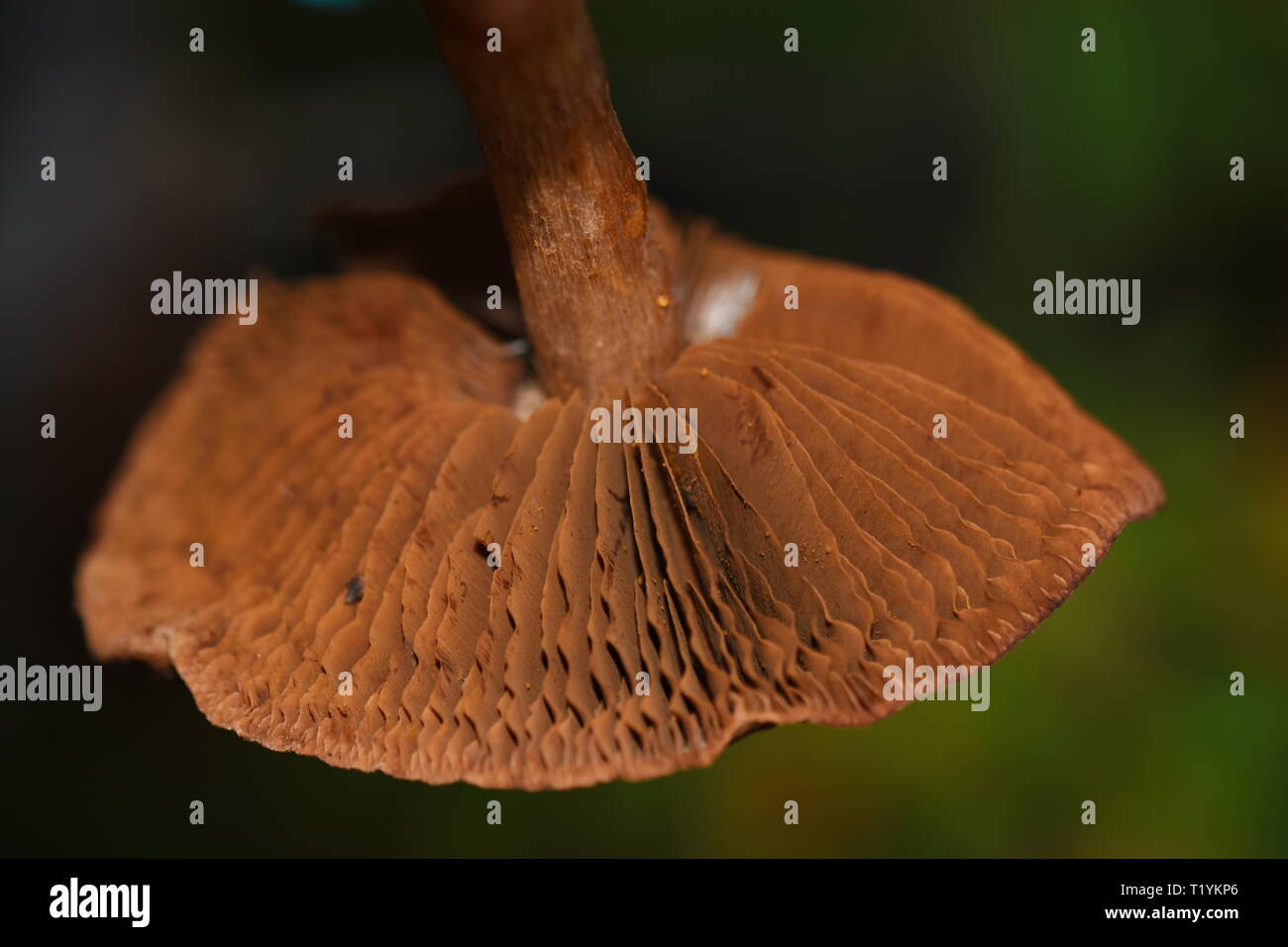 Closeup on gills underneath the cap of a brown Cortinarius mushroom Stock Photo