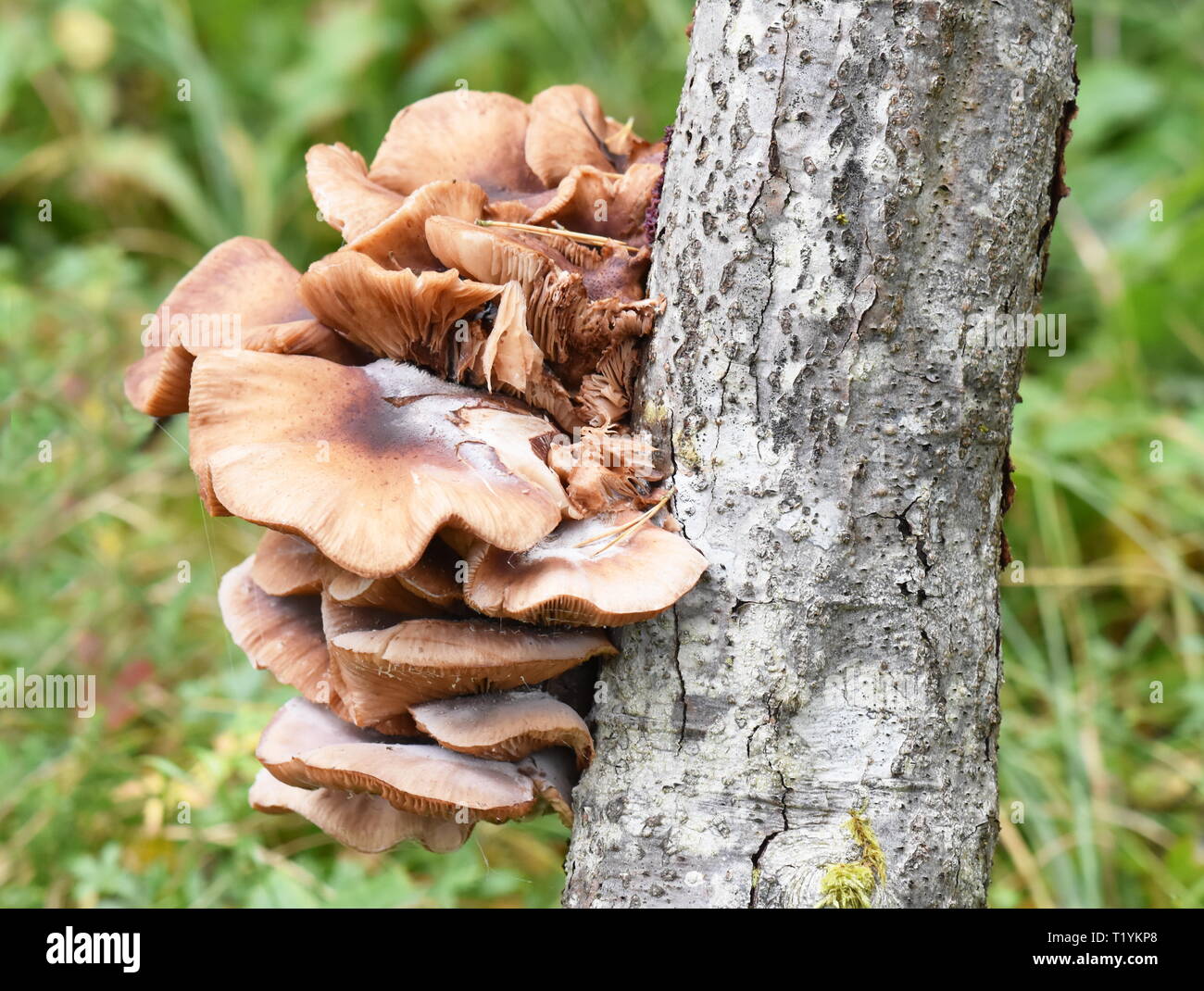 Big group of Honey mushroom, Armillaria mellea growing on a tree stem Stock Photo