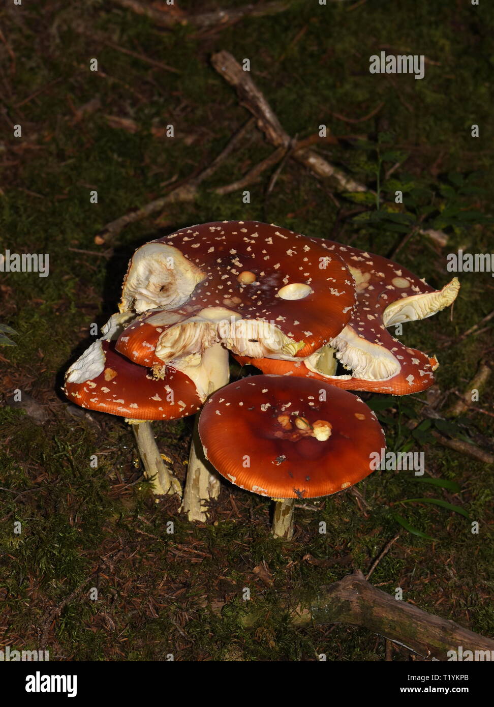 Group of red and white fly agaric mushrooms Amanita muscaria in a forest Stock Photo