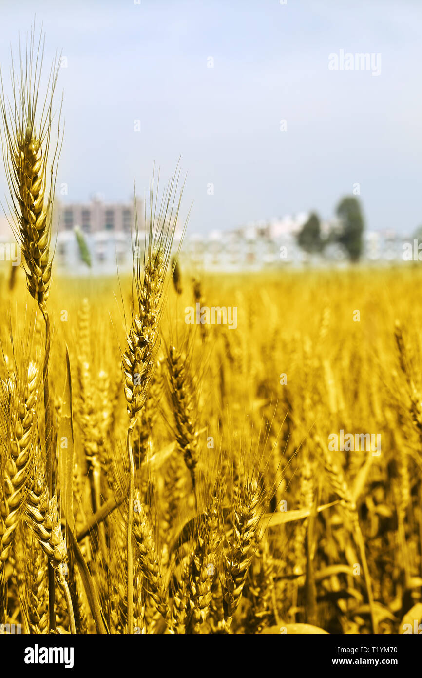 Picture of golden wheat fields. Stock Photo
