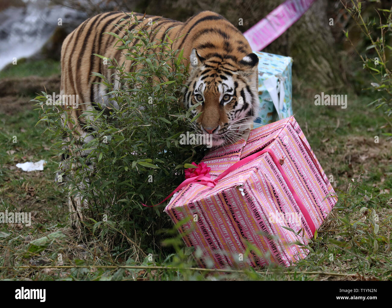 Hope the Amur tiger explores meat filled boxes at Blair Drummond Safari