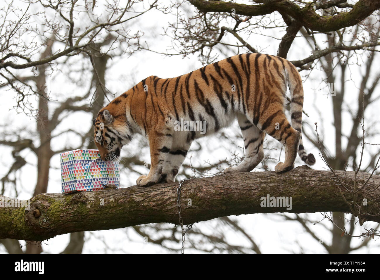 Hope the Amur tiger explores up a tree for meat filled boxes at Blair Drummond Safari Park near Stirling as staff give the tiger a birthday treat as she celebrates her fourth birthday on Friday. Stock Photo