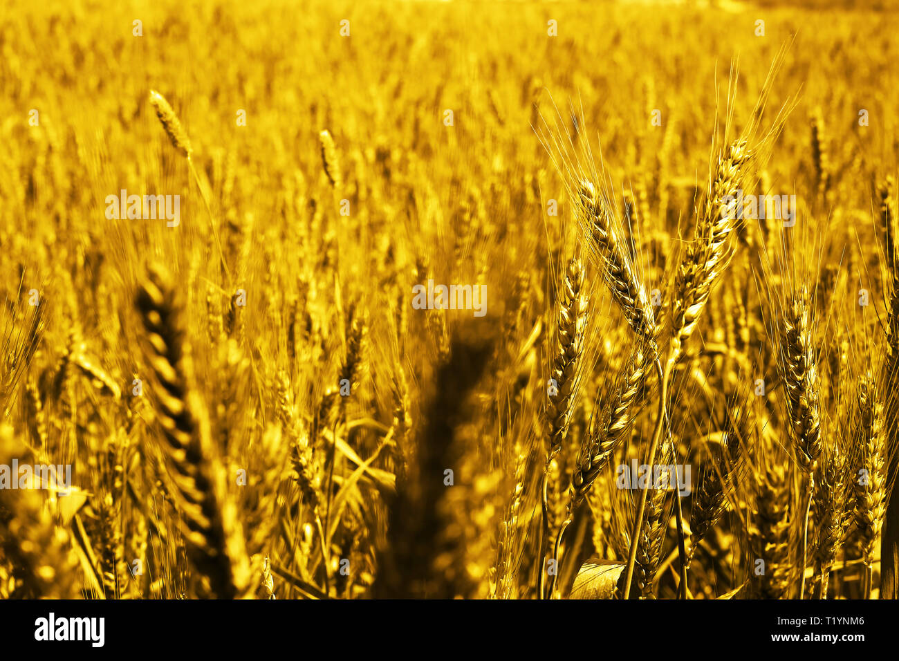 Picture of wheat fields for baisakhi festival in punjabi culture Stock Photo - Alamy Picture of wheat fields for baisakhi festival in punjabi culture Stock Photo - Alamy