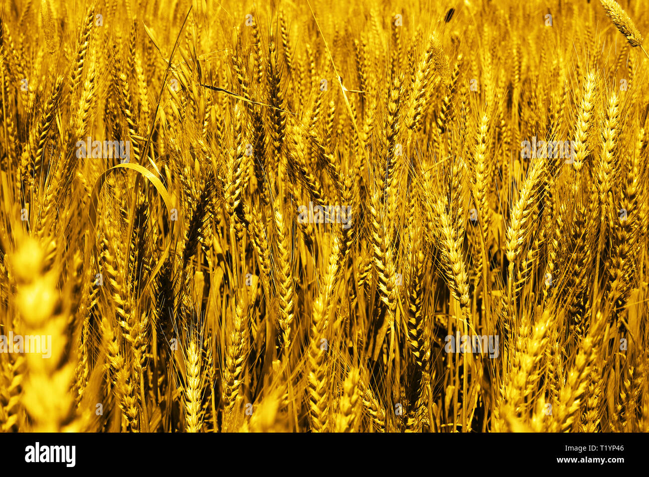 Picture of wheat fields for baisakhi. Stock Photo