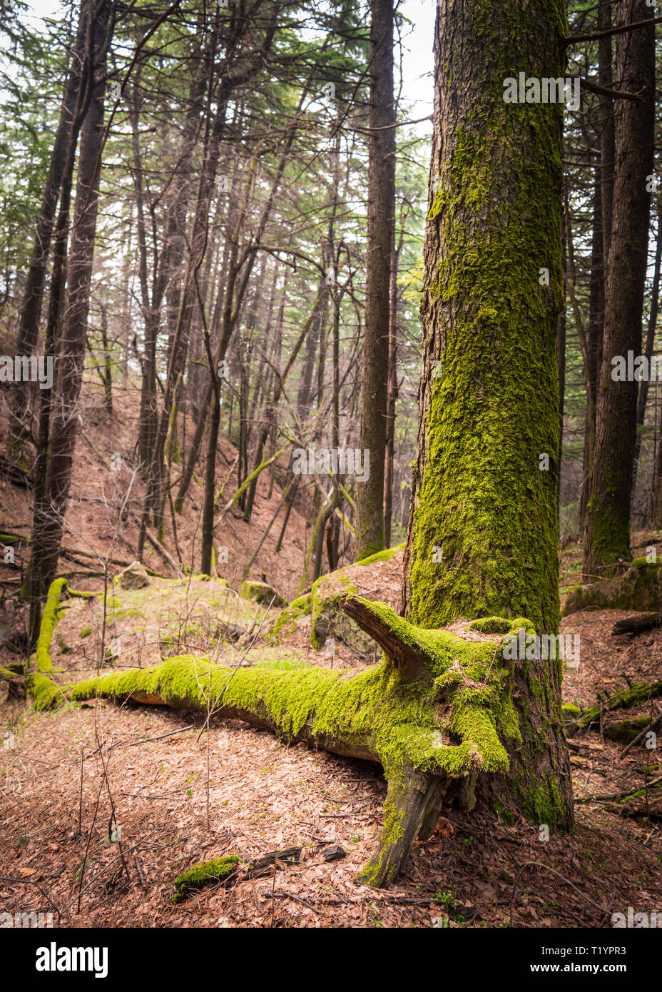 A tree fallen on the floor of a woodland. Green moss growing on tree stumps. Stock Photo