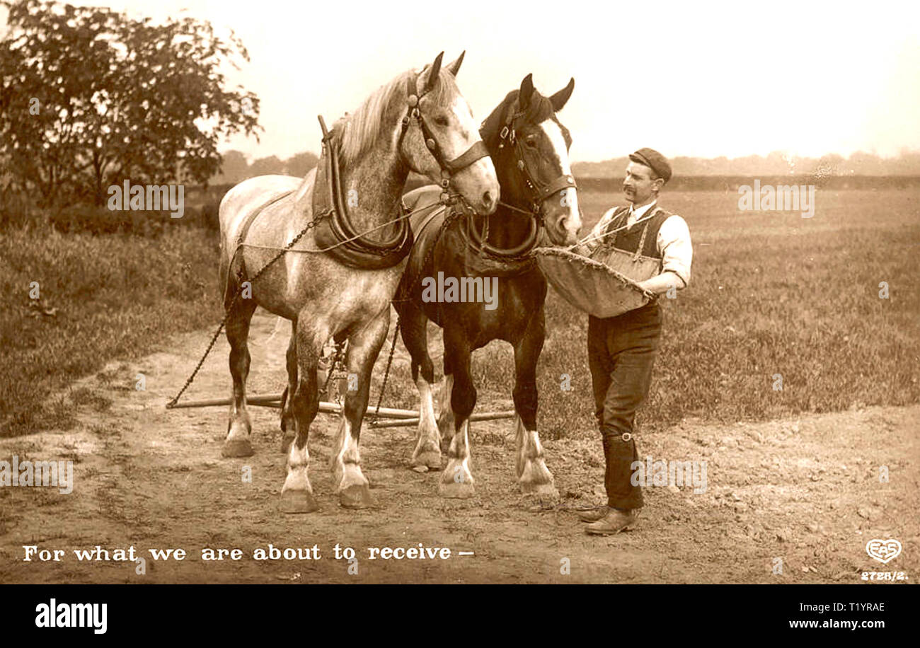 HORSE PLOUGHING TEAM about 1905 Stock Photo