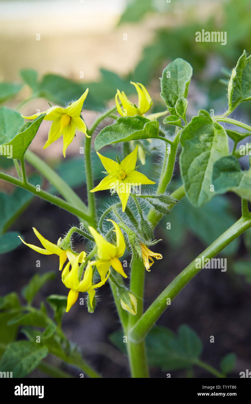 Tomato flowers on the stem in the greenhouse. Flowering tomato Stock