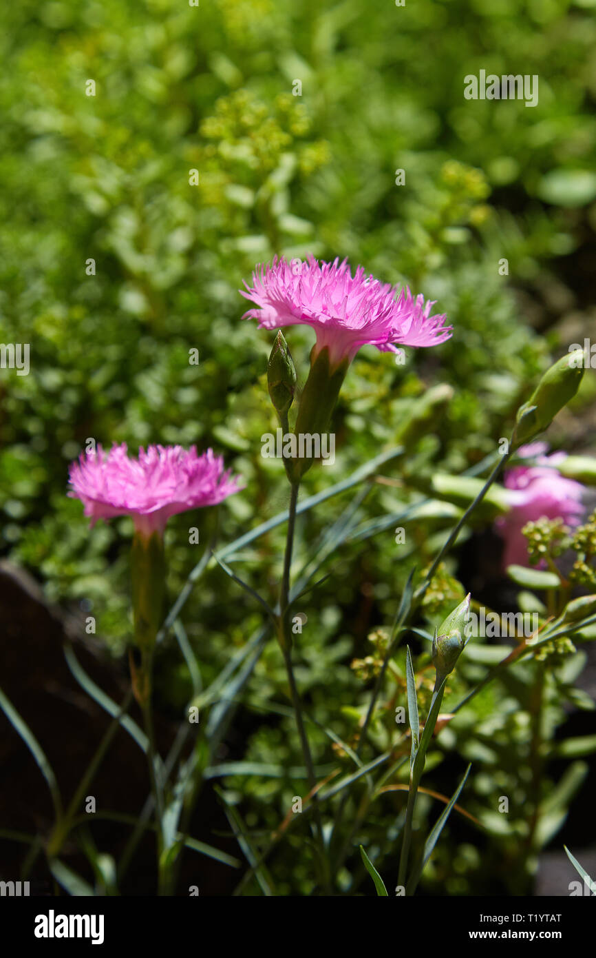 Carnation pink on a green grassy background in sunny day. Caryophyllaceae family. Dianthus plumarius. Carnation Hungarian. small pink carnation flower Stock Photo