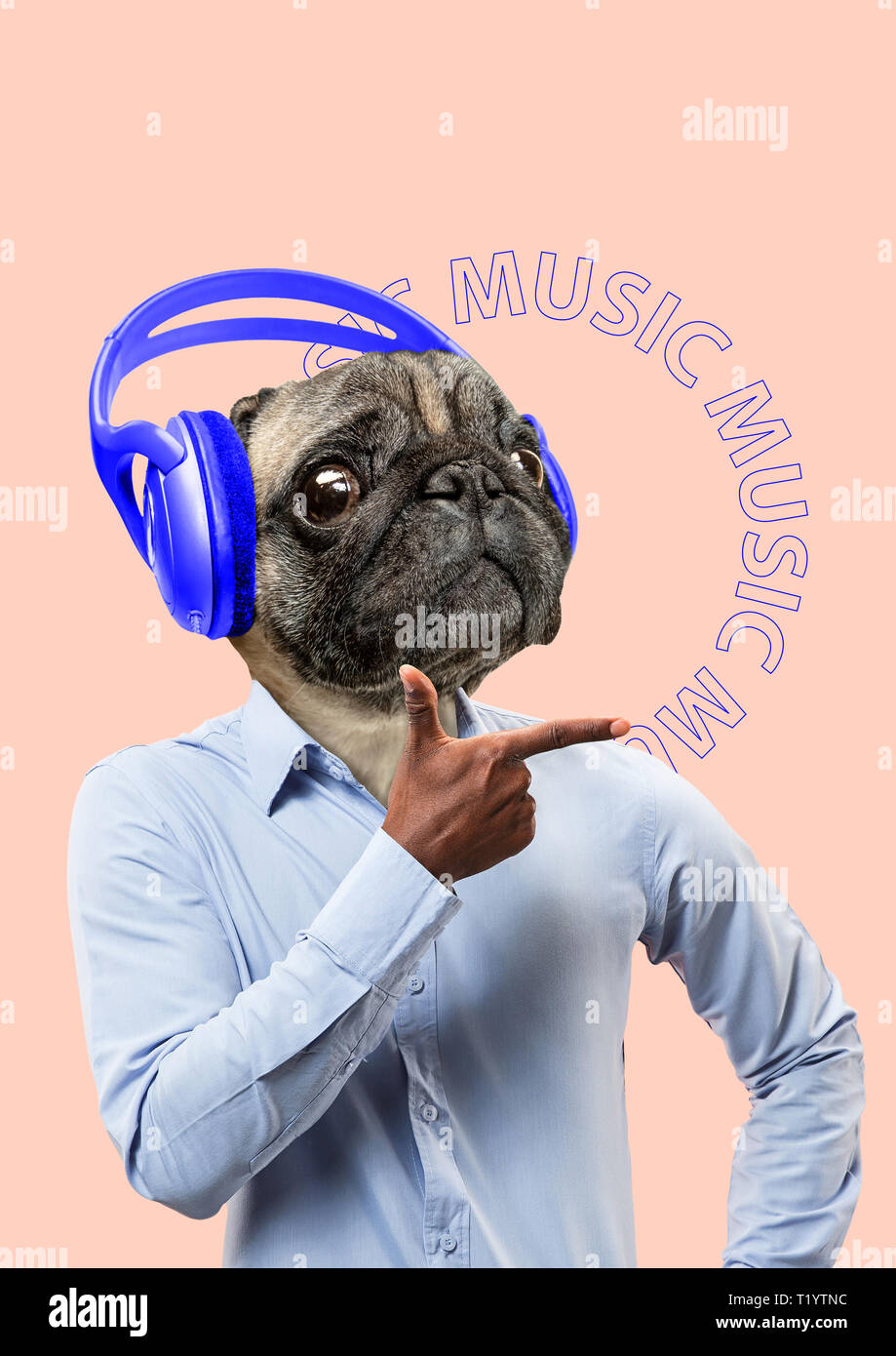 Meloman may be different. Music is available for everyone. Alternative view of pets. Man in shirt headed by dogs or pugs head with big blue headphones. Modern design. Contemporary art collage. Stock Photo