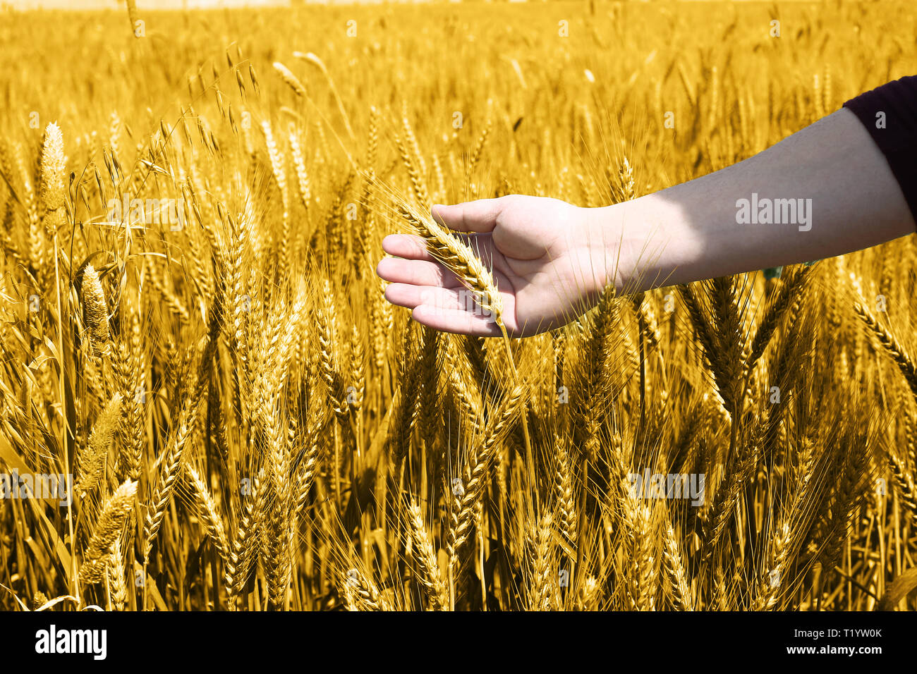 Man hand is holding golden wheat fields Stock Photo - Alamy