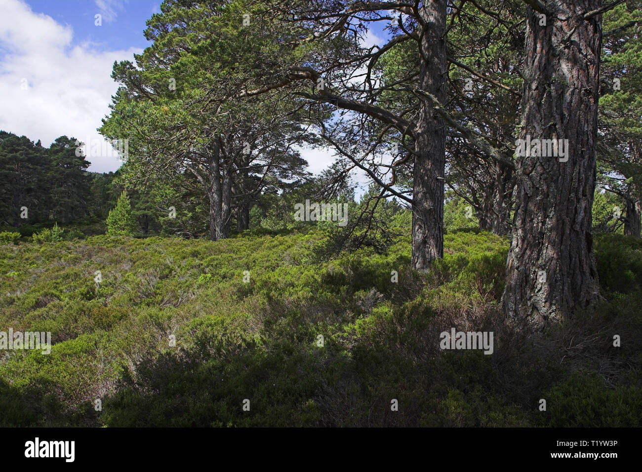 Scots pines Pinus sylvestris in Abernethy Forest RSPB Reserve ...