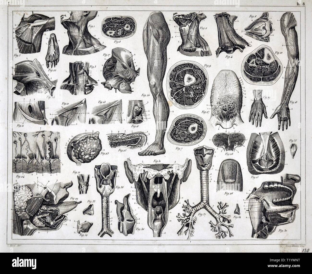 1849 Medical Illustration of Human Anatomy Stock Photo