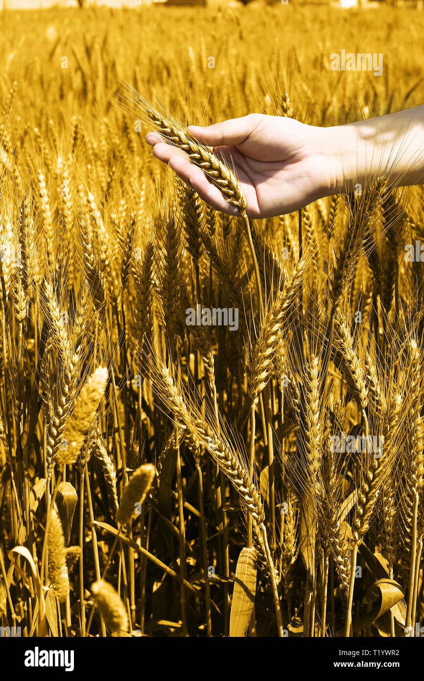 Photo of man hand is holding golden wheat fields Stock Photo - Alamy
