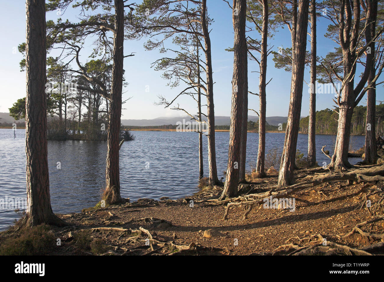Loch Mallachie on the Loch Garten RSPB Reserve Abernethy Forest ...