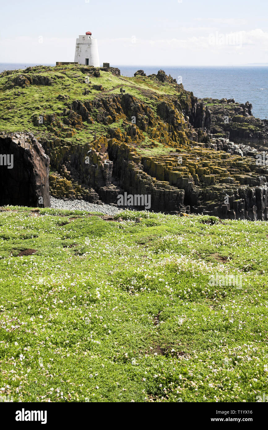 Sea campion Silene uniflora and nature trail on the Isle of May Firth ...
