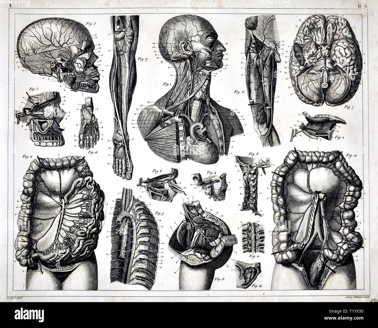 1849 Medical Illustration of Human Anatomy Circulatory System Stock Photo