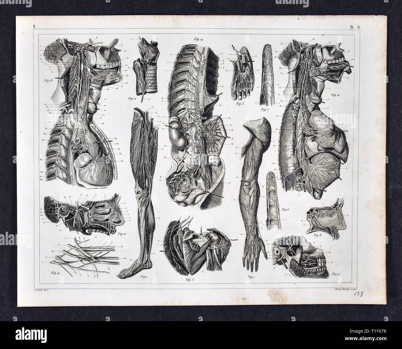 1849 Anatomy Print of the Human Muscular Skeletal System Dissection Stock Photo