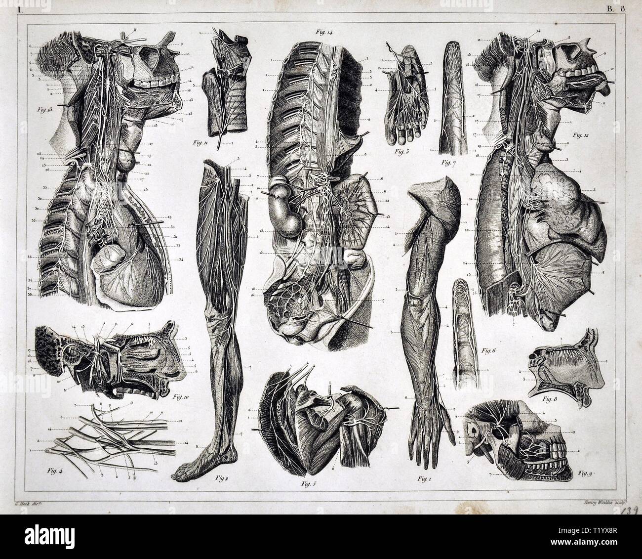 1849 Anatomy Print of the Human Muscular Skeletal System Dissection Stock Photo