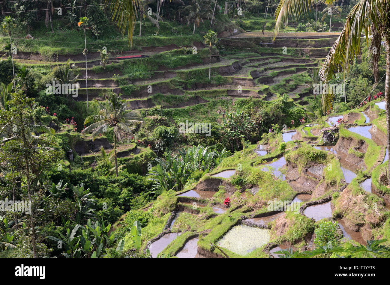Tegalalang rice terraces in Ubud, Bali. Tegalalang Rice Terrace is one ...