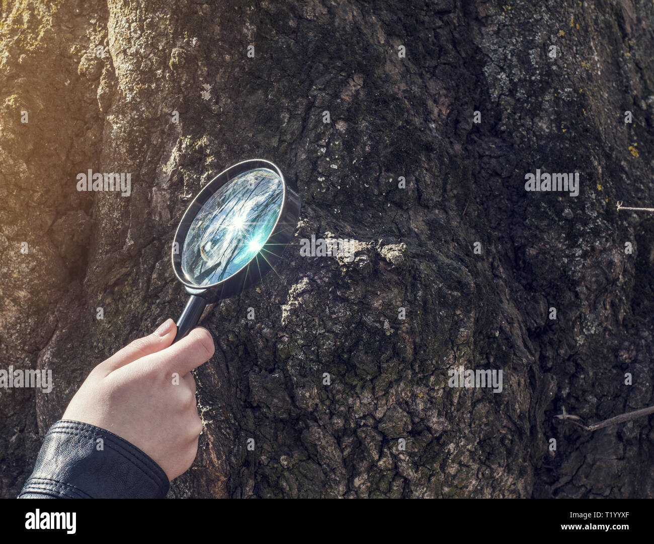 Young girl examines objects on tree bark through a magnifying glass