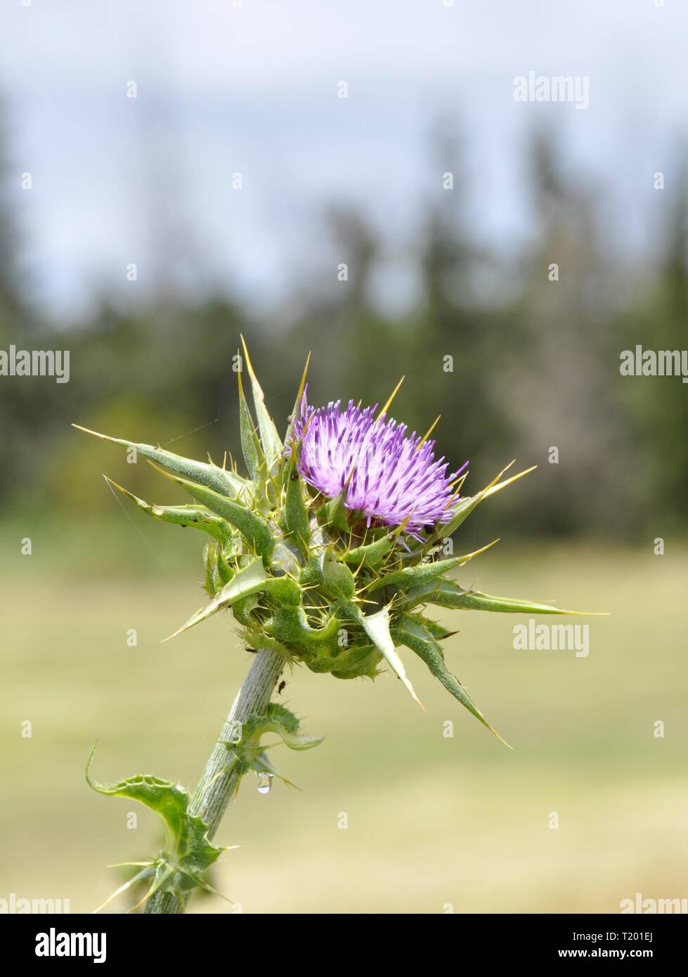Closeup on thistle flowerhead Stock Photo