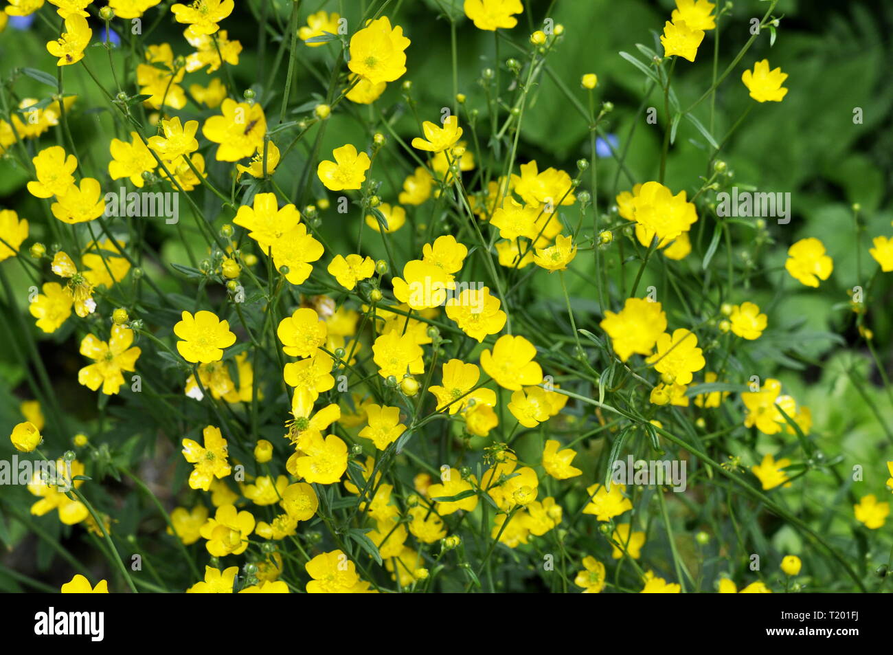 Common buttercup plant Ranunculus acris flowering in summer Stock Photo
