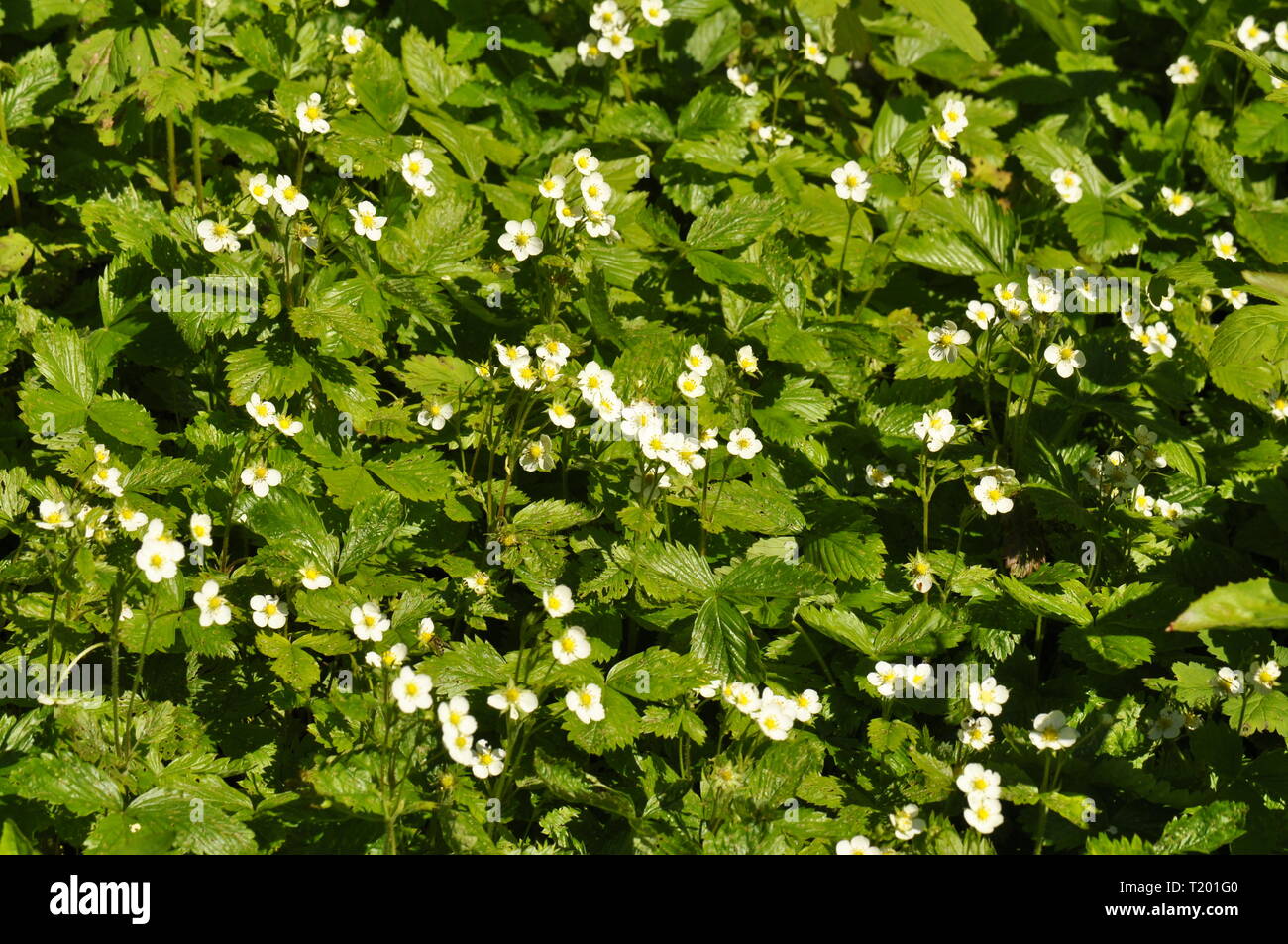 Field of flowering wild strawberry plants Stock Photo - Alamy