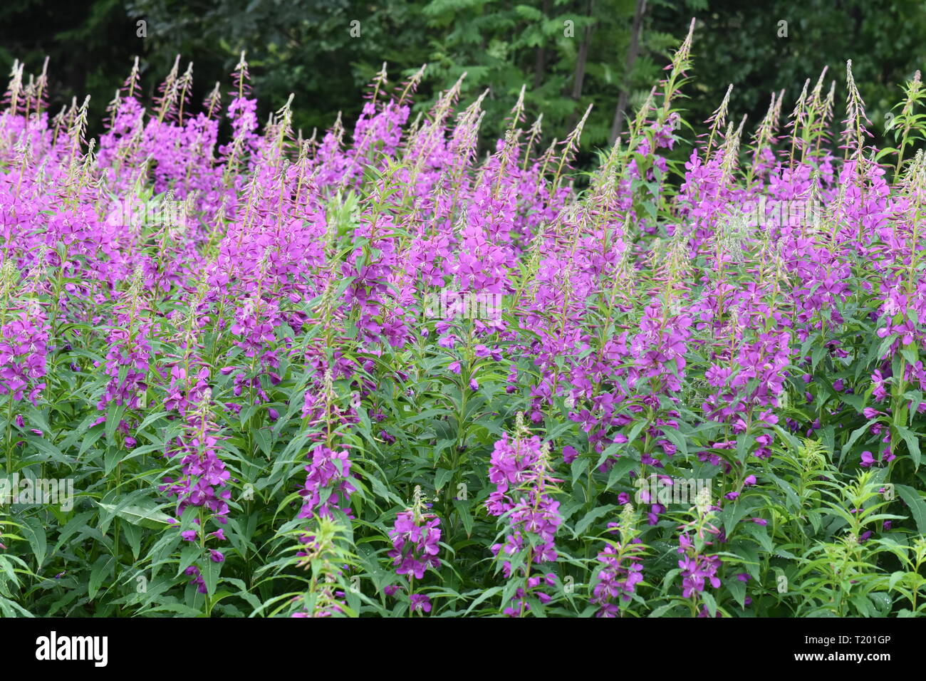 Big field of rosebay willowherb Chamerion angustifolium flowering with pink flowers Stock Photo