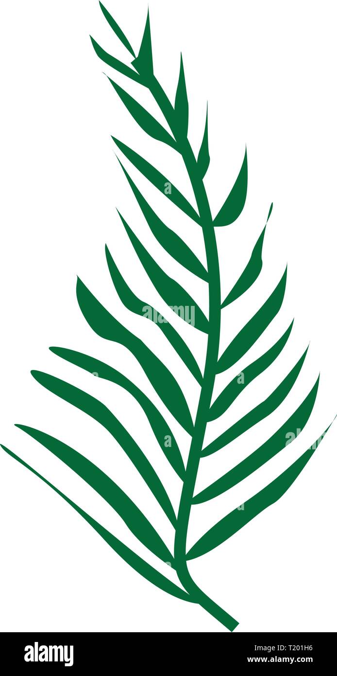 Leaves of a tropical plant isolated on white background Stock Vector ...