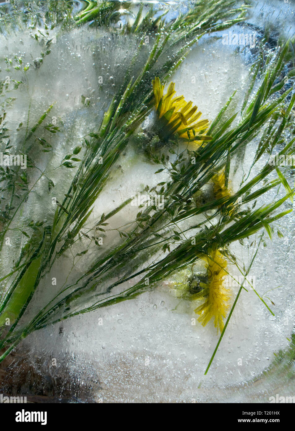 Background of of yellow dandelion flower  with green leaves frozen in ice   cube with air bubbles Stock Photo