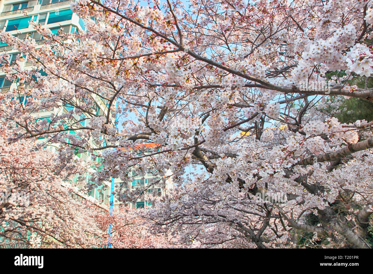 Cherry Blossoms Blooming in Namcheondong , Suyeonggu, Busan, South