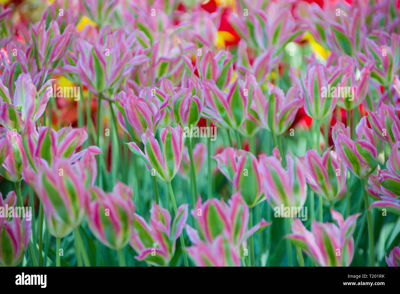 Many bright multi-colored tulips.Rare varieties of tulips Stock Photo ...