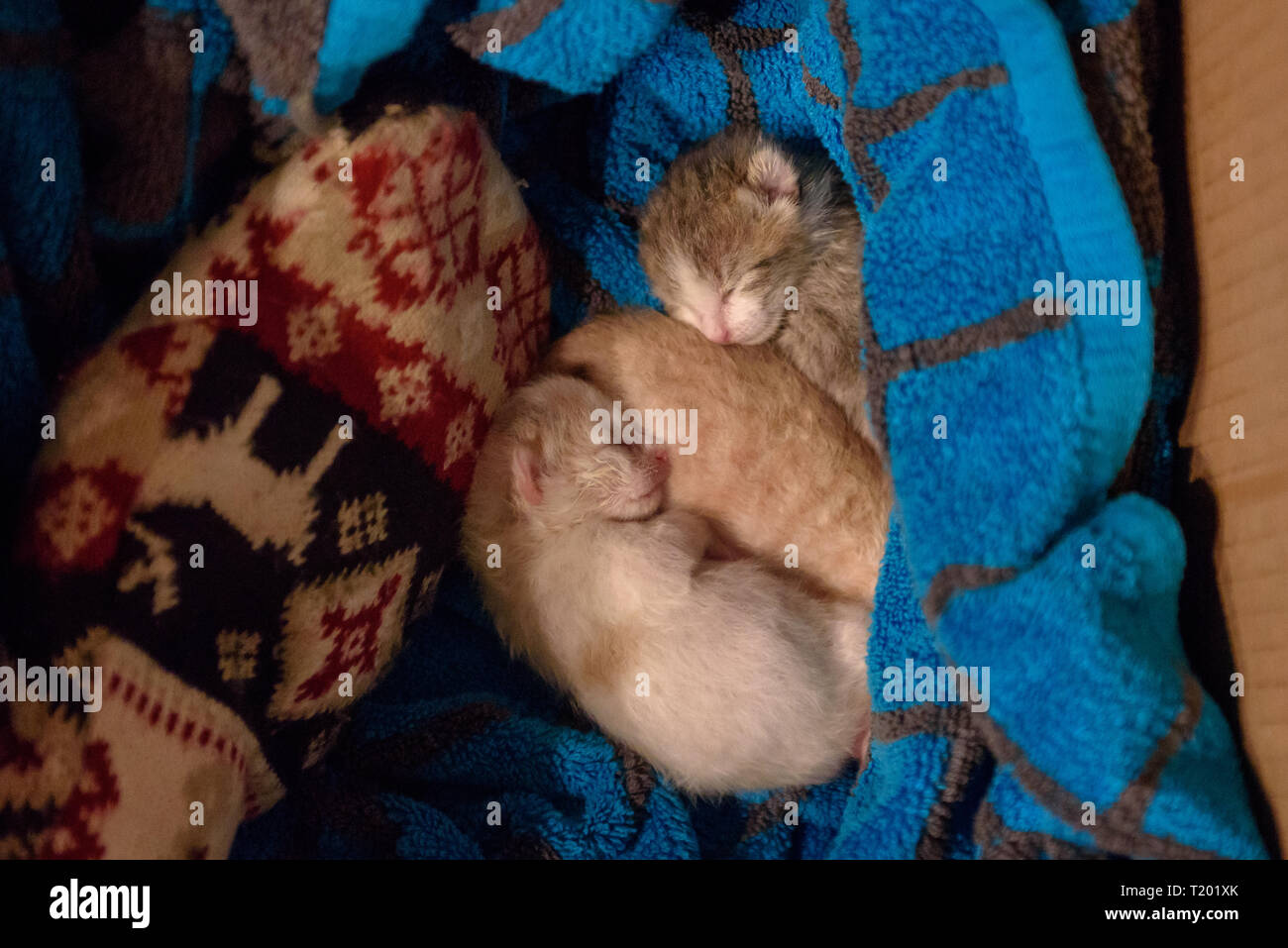 Newborn kittens sleeping. Stock Photo